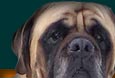 Banyon Mastiffs