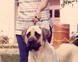 Banyon Mastiffs