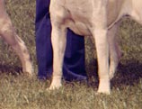 Banyon Mastiffs